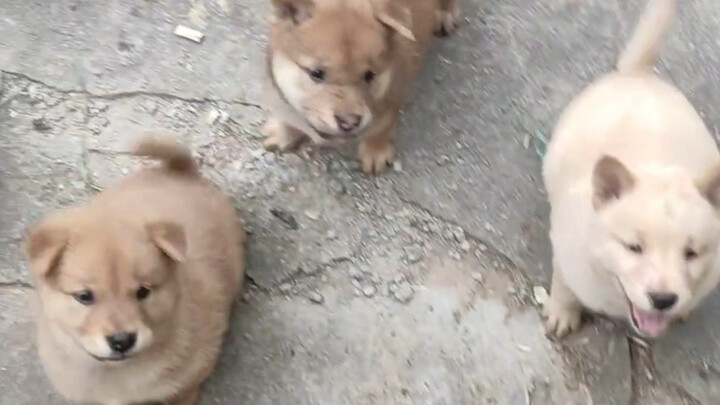 ลูกหมาน้อยและหมาพื้นเมืองตัวเล็กที่บ้านคุณย่า