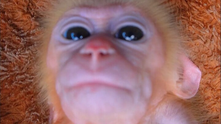 ลูกรีซัสเซน่าเกาคัน