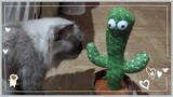 Dancing Cactus | Cat Vlog #21