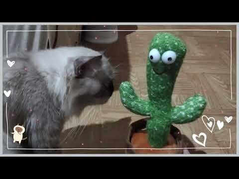 Dancing Cactus | Cat Vlog #21