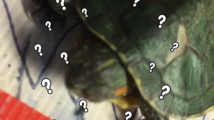 Ngủ Vẫn Tìm Đồ Ăn ;;;;;;;;;;)