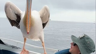 A pelican wanted to hitchhike on the boat, and soon a sea lion came... Everyone is tired, do you min