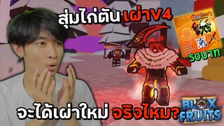 สุ่มไก่ตันเผ่าV4 50บาท จะได้เผ่าใหม่จริงไหม | Blox Fruits Roblox