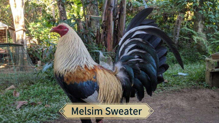 TALISAYIN🐓 melsim X Sweater... tibay mo