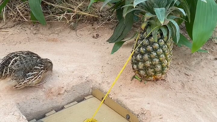 [World Curiosities Commentary] My latest work—come check it out!