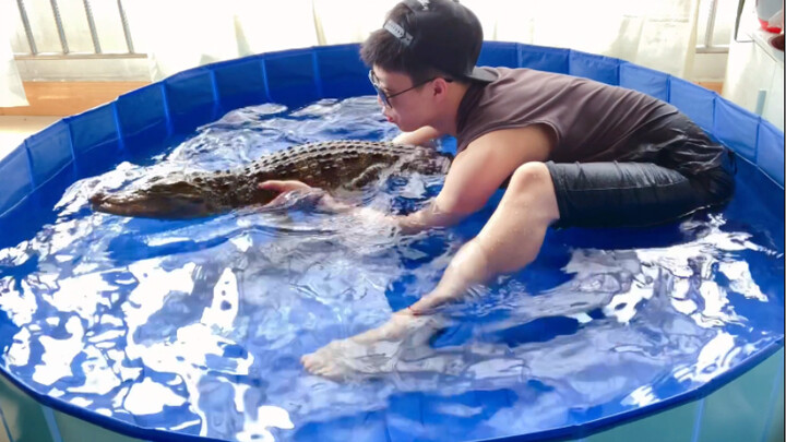 Orang ini sedang mengajari buaya berenang