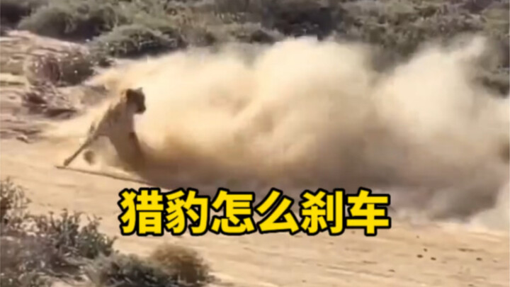 Cheetahs running at 120 km/h—how do they come to a sudden stop so quickly?