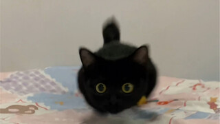 My cat might have been a small coal ball in his previous life.