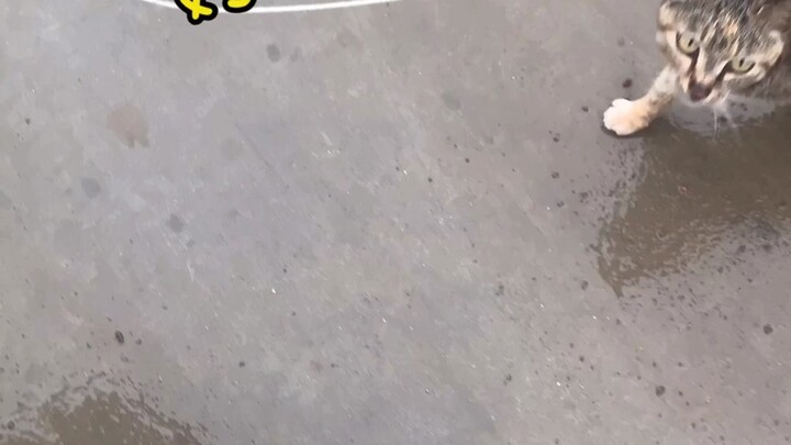 Woman robbed in broad daylight, stripped of all her belongings yet still can’t escape—strong man