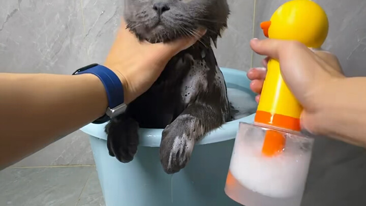 เมื่อคุณเลี้ยงแมวที่ชอบอาบน้ำ