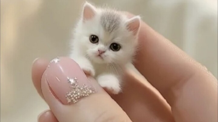 Apakah kucing kecil yang imut dan menggemaskan akan disukai di seluruh dunia?