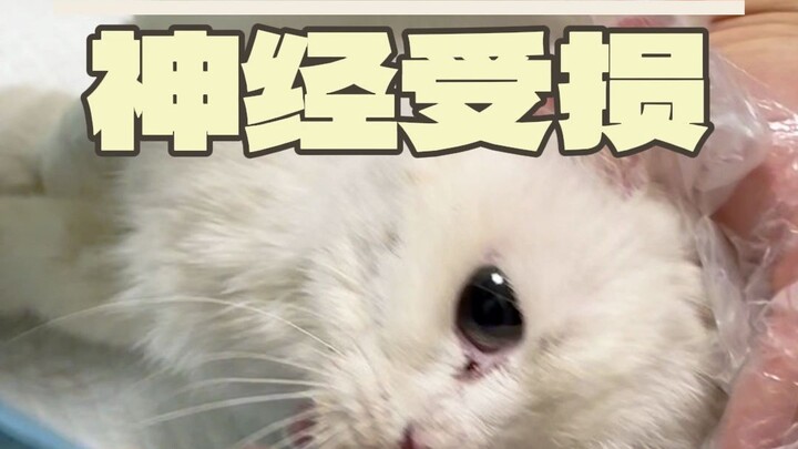 If we can save it, let it be the first stray cat to receive free spaying/neutering and deworming!