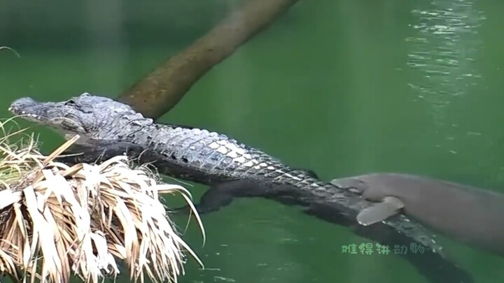 Chuột biển giống hệt bình ga, chỉ thích ôm chân người!