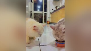 cute thucung meow foryou cặpđôi   Ham ăn lắm cơ 😘😚🤭