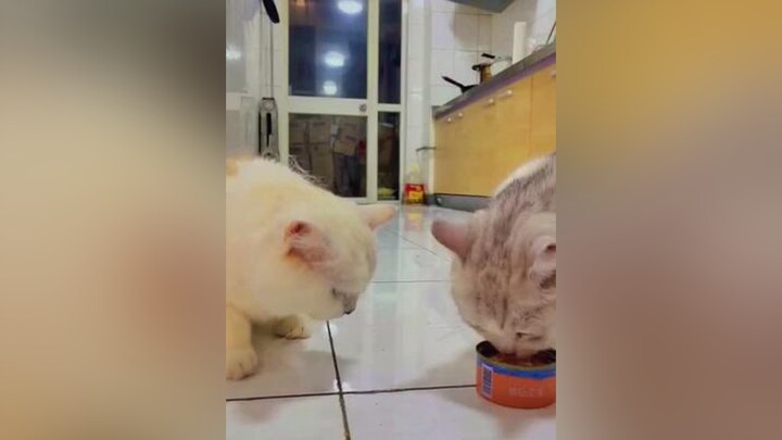 cute thucung meow foryou cặpđôi   Ham ăn lắm cơ 😘😚🤭