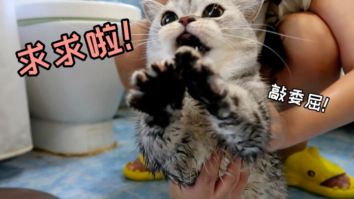 Aduh! Lagi asyik mandiin kucing, tiba-tiba dia nggemesin sambil melambaikan cakar minta berhenti… Ge