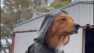 🐶 Nhóm chó điều tra🐶