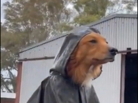 🐶 调 查 狗 团 🐶