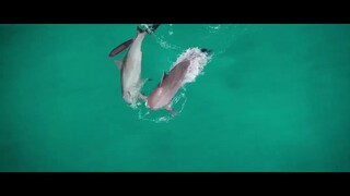 Động vật (Phần 2) EP 4 [Sub Việt]