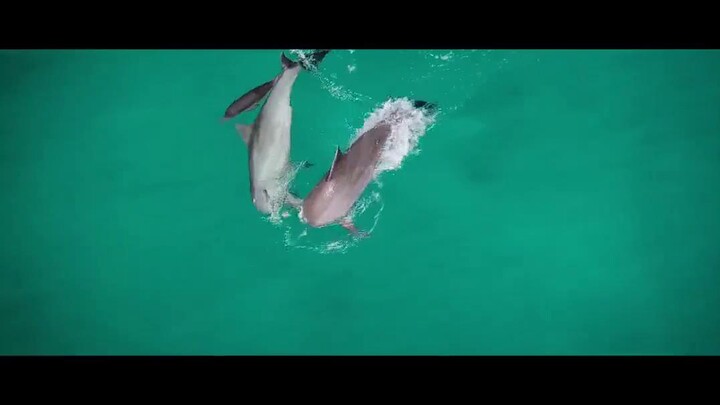 Động vật (Phần 2) EP 4 [Sub Việt]