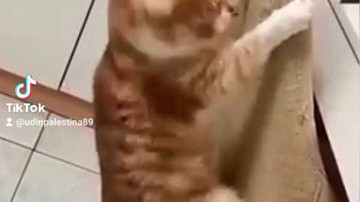 kucing pala eby