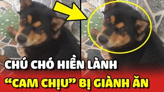 Chú chó HIỀN LÀNH nhất nhà BỊ GIÀNH ĂN cũng KHÔNG DÁM ĐÒI chỉ biết cam chịu ❤️ | Yêu Lu