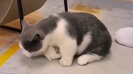 Ai cũng biết phản xạ của mèo nhanh gấp bảy lần chim