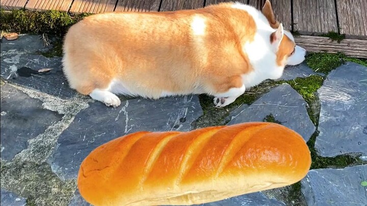 เมื่อคุณเลี้ยงคอร์กี้หนึ่งตัว ก็เท่ากับว่าคุณมี...