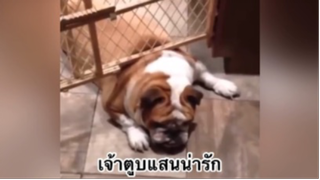 เพื่อนตัวน้อย สัตว์เลี้ยงแสนซน : เจ้าตูบแสนน่ารัก