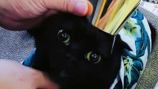 أنا جاد في الاحتفال بعيد ميلاد قطة!