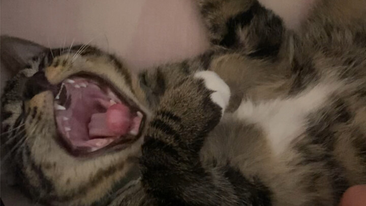 Trying to Stick My Hand in the Cat’s Mouth