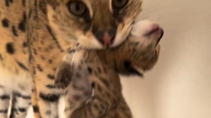 Mẹ mèo bengal tha con non