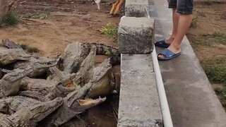 จระเข้: โอเคๆๆ เล่นกันแบบนี้ใช่ไหม