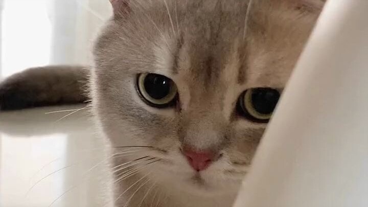 34. فقط ارتكبت الخطأ الذي ترتكبه كل قطط العالم... مجرد رائحة كريهة بسيطة!