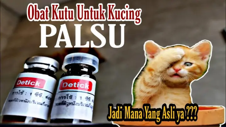 Cara Menangani Kutu Telinga Pada Kucing Bstation