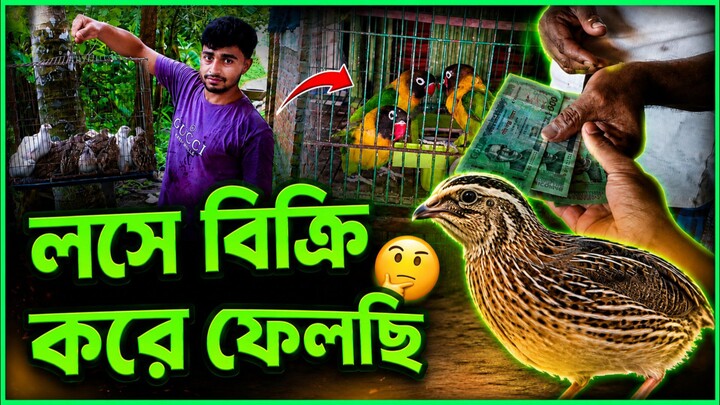 লসে বিক্রি করে ফেলছি 😭#কোয়েল_পাখি #msstorybd