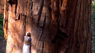 افتح أغرب المناظر في الكتاب، أكبر شجرة على وجه الأرض!