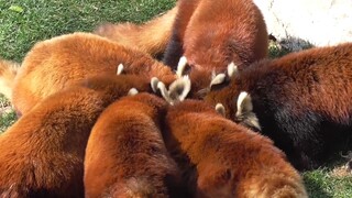 The Red Panda: Am I late?I bite...