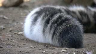 [Snow Leopard][Transportation] Leopard Tail Snake