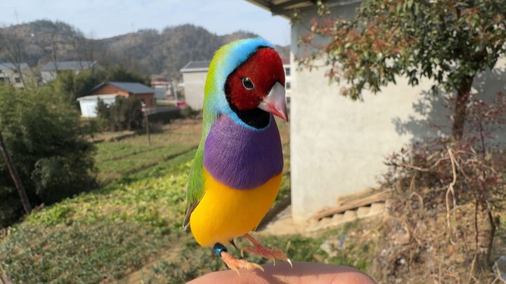 ฉันมั่นใจว่านี่เป็นนกตัวจริง!