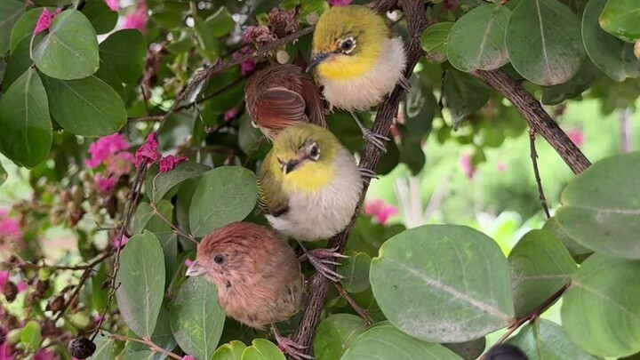 Kepala kecil yang tiba-tiba muncul dari balik dedaunan...