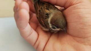 Sepertinya memelihara seekor anjing, yang mengibaskan ekornya ingin dekat-dekat.