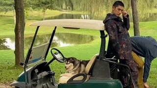 A husky fell from the sky. Not only did it not tear down the house, it also made money to support it