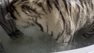 Little greedy cat, I was tricked into taking a bath again