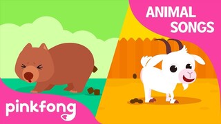 Peek A Poo, Peek A Boo! /  Animal Songs  / Learn Animals   Pinkfong Animal Songs for Children