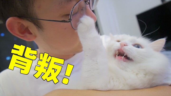 Có những con mèo y như bạn gái vậy: vừa vuốt ve mấy con ngoài đường xong, về đến nhà là không cho bế