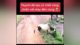 Chết cũng k bỏ cuộc 😂hàihước xuhuong xuhuongtiktok hàidongvat