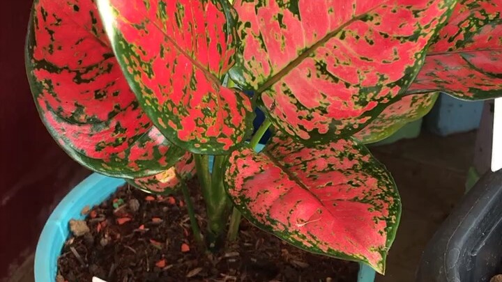 แดงกำลังดี