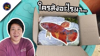 แกะกล่องพัสดุจากจันทบุรีมาลุ้นกันคราวนี้จะได้อะไรสไตล์korattv