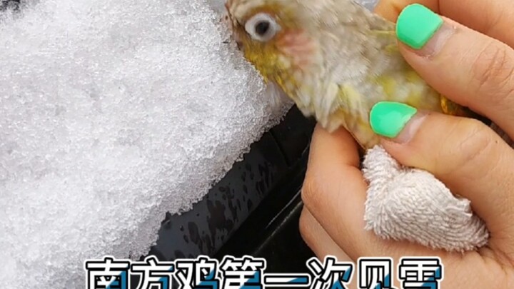 南方鸡第一次见雪